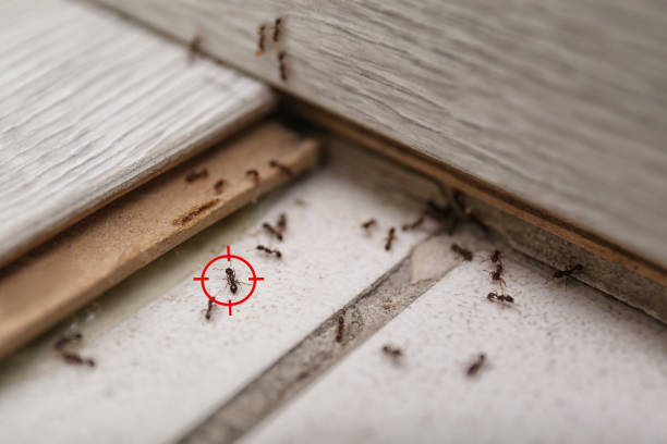 Best Pest Control Near Me in Wahiawa, HI