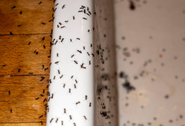 Pest Control for Restaurants in Wahiawa, HI