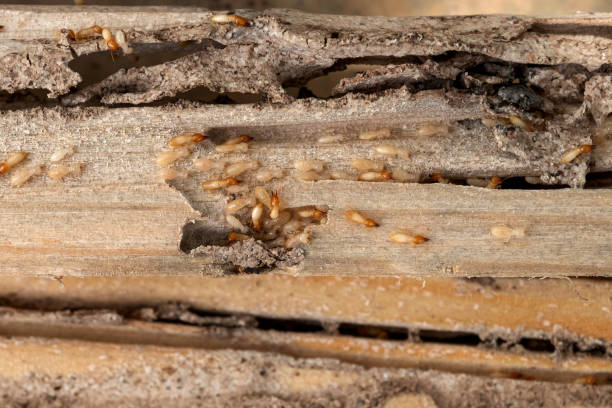 Best Mosquito Control Services  in Waawa, HI